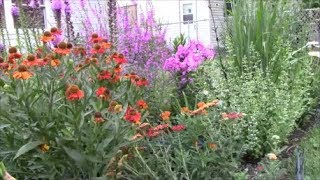 Propagating Catmint or Nepeta [upl. by Trev]