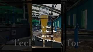 Biofloc Technology for pangasius fishing aquaculture fish pangasius [upl. by Nedaj]