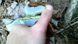 Bolete Bruising Blue [upl. by Sergent]