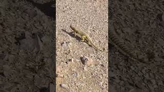 Running SpinyTailed Lizard shortfeed insects saveournature ytshort nature wildlife [upl. by Standley]