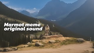 marmot scream  original sound from marmot meme [upl. by Michaeline]