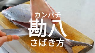 【刺身】カンパチのさばき方【三枚おろし】 [upl. by Peggie]