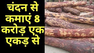 Sandalwood farming in India  chandan ki kheti kaise kare [upl. by Euqinahc]