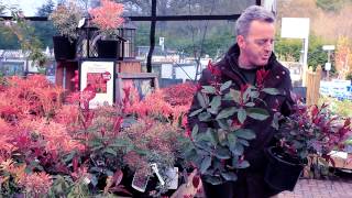 Glendoick Photinia and Pieris [upl. by Naej485]