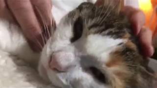 Expert Cat Flea picking by hand with flea “popping” death [upl. by Darsie]