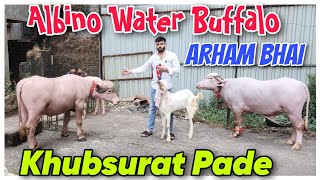 Khubsurat Water Buffalo At ARHAM BHAI  Gulabi Pade  Albino Buffalo In Bhiwandi [upl. by Lorusso]