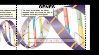 DNA Structure Function and Replication [upl. by Wendi138]