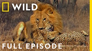 Male Lions Brutally Attack Cheetahs Full Episode  Cat Wars Lion vs Cheetah  Serengeti [upl. by Arytal]