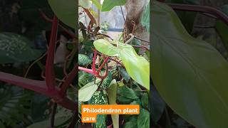 Philodendron plant care trending care [upl. by Tadich737]