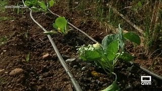 Huertos ecológicos en medio de Azuqueca de Henares  ACLM [upl. by Atnohsal]