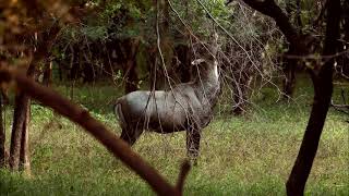 Nilgai or Blue Bull is the Largest Asian antelope [upl. by Letsou]