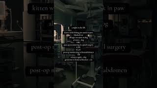 nightshift hits different petstuffhospital vetmed veterinaryhospital dailyshorts [upl. by Eiruam]