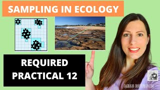 How to Sample in Ecology Accurately represent the population size REQUIRED PRACTICAL 12 [upl. by Eniahpets]