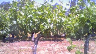 Grapevine Life Cycle Time Lapse Video  Bud Break Through Veraison [upl. by Acirehs975]