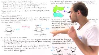 Stage 1 of Glycolysis Steps 123 [upl. by Ydnes]