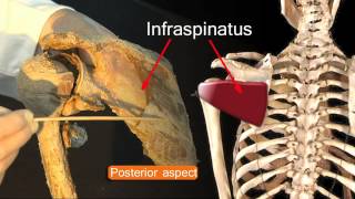 Funky Anatomy PASS YOUR EXAMS The Shoulder Joint [upl. by Adiesirb]