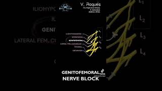 Genitofemoral nerve block [upl. by Theodor667]