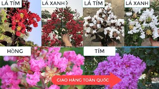 HOA TƯỜNG VI Giống Mới Siêu Nụ  ĐỏTrắngHồngTím  Lh 0968750386 [upl. by Yesdnyl]