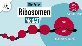 Ribosomen Aufbau amp Funktion  MedAT  Biologie [upl. by Eidnyl]