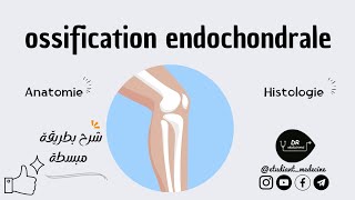 📍ANATOMIE  HISTOLOGIE °1ére année medecine°  شرح بطريقة مبسطة quot Lossification endochondrale quotquot [upl. by Eiboh]