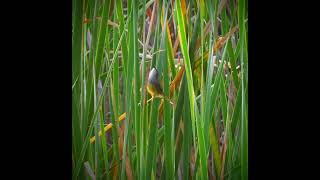 Cute and Swift yellow bellied prinia [upl. by Annovad243]