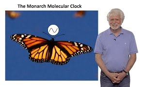 Steven Reppert UMass Part 2 Monarch Butterfly Migration A TimeCompensated Sun Compass [upl. by Skippy]