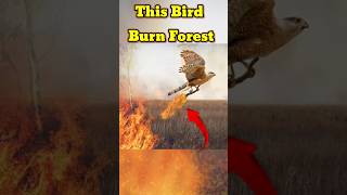 This Bird Burn the Forest  Fire Hawk bird burn jungle  Forest fire  facts shorts burning [upl. by Ahsiuq147]