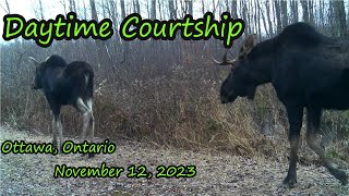 Daytime Moose Courtship  November 12 2023 Ottawa Ontario Trail Cam [upl. by Thomsen]