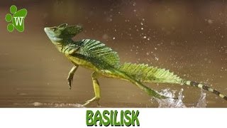 Basilisk  The Jesus Christ Lizard [upl. by Yssak]