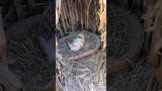 What is the little rabbit doing in the nest Cute pet debut plan Rabbit rural cute pet [upl. by Eelrebmik659]