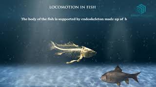 Locomotion in Animals Science Animation [upl. by Groveman99]