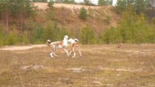 Ibizan Hounds running in a sandpit [upl. by Ielirol]