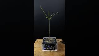 Experiment tesla coil  grass [upl. by Enomis]