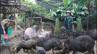 Make squash flowers stuffed with meat a family meal Take care of farm animals [upl. by Marianne]