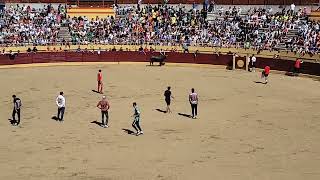 Encierro de Navacerrada 2024 7 de Septiembre [upl. by Nosecyrb]