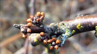 Blackthorn Prunus spinosa  buds close up  January 2018 [upl. by Lounge]