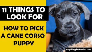 How to Pick a Cane Corso Puppy 11 Things to Look For [upl. by Kenyon]