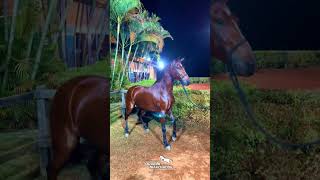 Edit de MM🐴cavaloshortsviralshortvideoshorsegadoboinelloremangalargamarchadorshortsfpy [upl. by Blanch]