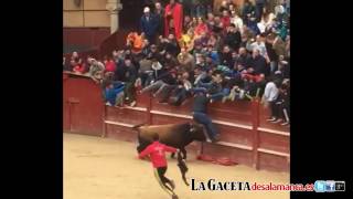 Brutal cogida del Toro del Aguardiente a un mozo mirobrigense [upl. by Teragram974]