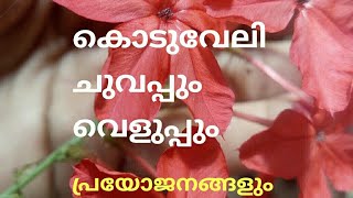 Koduveliകൊടുവേലി വെളുപ്പുംചുവപ്പും [upl. by Mallina]