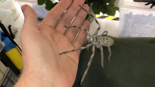 Giant Huntsman Spider from Australia [upl. by Gahan234]