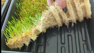 Learn How to Grow Wheatgrass amp Save Money WITHOUT SOIL [upl. by Assanav]