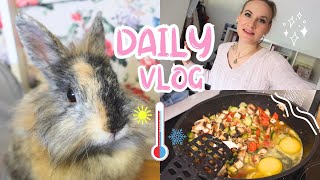 Halbes Food Diary  vegetarische Reispfanne amp die ideale Temperatur für Kaninchen  VLOG [upl. by Valiant]