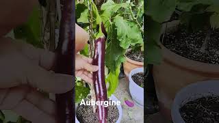 Aubergine 🍆 homegrown talong aubergine containergardening [upl. by Brittain]