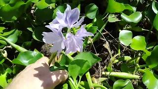 Water Hyacinth as Compost [upl. by Tebzil]