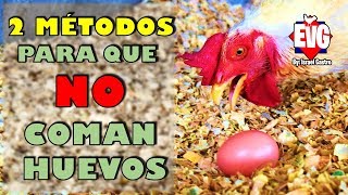 2 Métodos Para Que Tus Gallinas NO Coman Huevos [upl. by Etnauq]