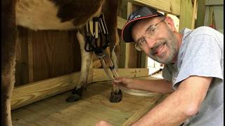 DIY Milking Stanchion [upl. by Goda]