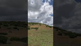 Flying Cody the Aplomado Falcon [upl. by Sanjay143]