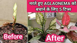 Aglaonema Plant Care In Summers  How to Save Dying AglaonemagardeningPlants [upl. by Auahsoj632]