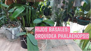 HIJOS BASALES ORQUIDEA PHALAENOPSIS [upl. by Anelleh]